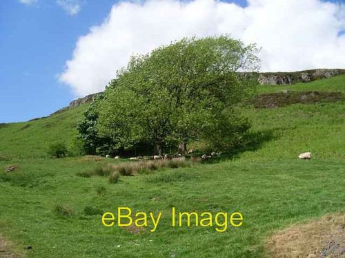 Photo 6x4 sheep shelter - sheep, under