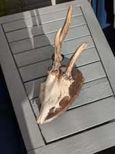 Vintage Deer Skull With Mount