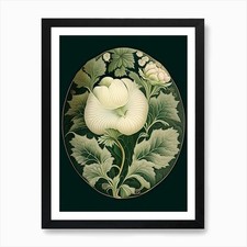 Marshmallow Herb Vintage