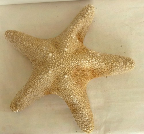 Natural dried starfish large - dried,