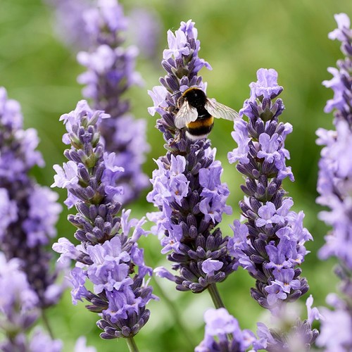 Lavender sensational - lavender, ‘sensational!’