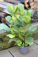 Large Ficus Lyrata (Fiddle