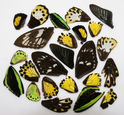 Real birdwing butterfly - birdwing,
