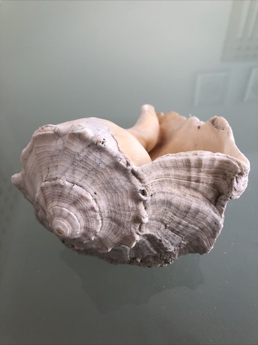 Large 18cm lefthand whelk - 18cm,