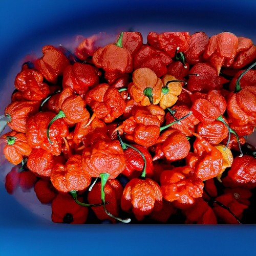 Carolina reaper chilli - reaper,