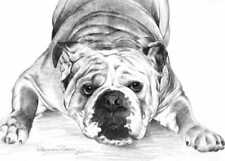 Print of a Bulldog drawing by