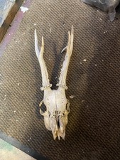 Roe Buck Skull