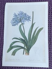Print of African Lily by Pierre-Joseph Redoute