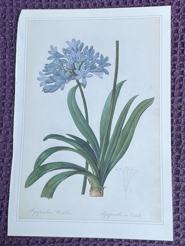 Print african lily - lily, by