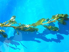 LONG Curly Pondweed Pond