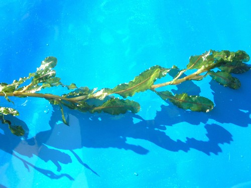 Long curly pondweed pond - curly,