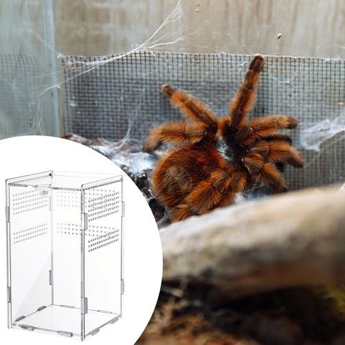 Arboreal reptile tank jumping - reptile,