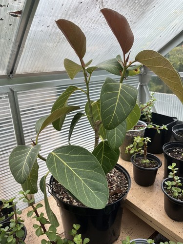 Banyan tree ficus - banyan,