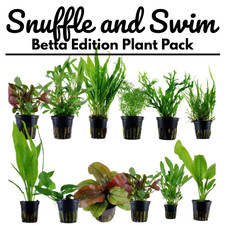 Aquarium Plant Pack (Betta Edition) Beginner Easy Live Aquatic Plants