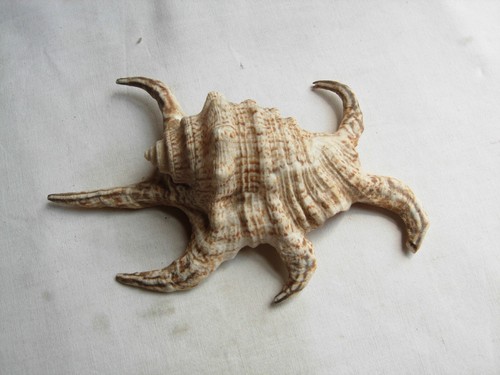 Spider conch sea - , 15cms
