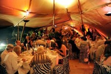 Zebra and leopard print - zebra,
