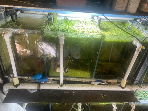 Large fish tank - large,