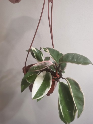 Hoya krimson queen 10cm - hoya,