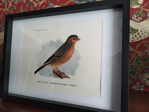 Framed greenfinch canary mule - greenfinch×canary,