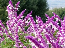SALVIA LEUCANTHA - MEXICAN