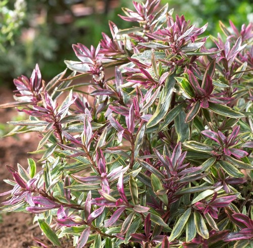 Hebe purple shamrock - purple,