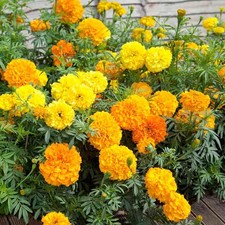7 Well Formed African Marigold