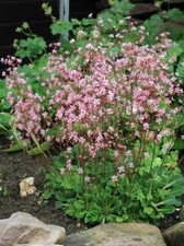 Saxifraga london pride - saxifraga, pride”