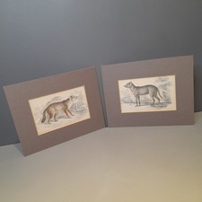 South American AGUARA DOG