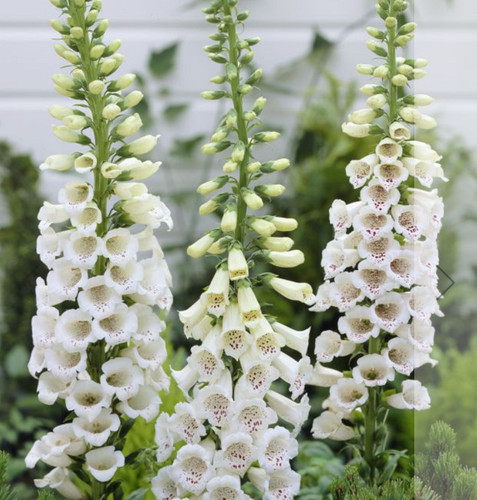Digitalis foxglove - 6,