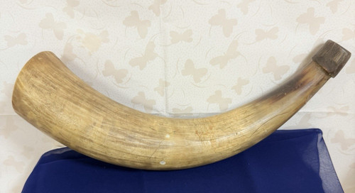 Polished cow horn inch - polished, 14