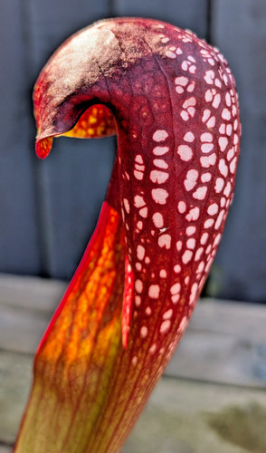 Sarracenia psittacina