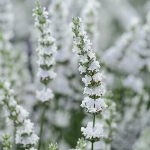 Lavender exceptional plug