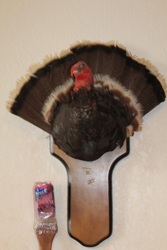 Turkey mount taxidermy tom - turkey,