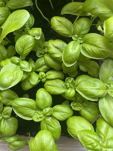 Basil plug plants - x,