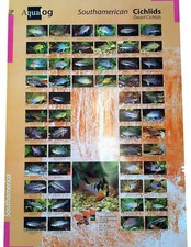AQUALOG: Poster Dwarf Cichlids 2 (Other Dwarf Cichlids + Apistogramma) LAMINATED
