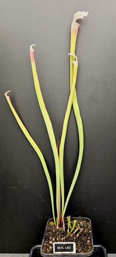 Sarracenia l62 k - sarracenia,