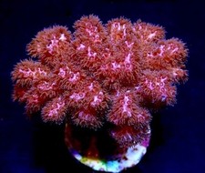 CHERRY TREE POCILLOPORA
