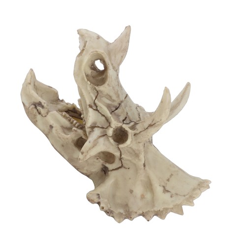 Dinosaur skull model - dinosaur,