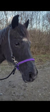Bitless Bridle Attachment