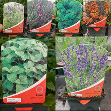Edible herb garden plants 9cm