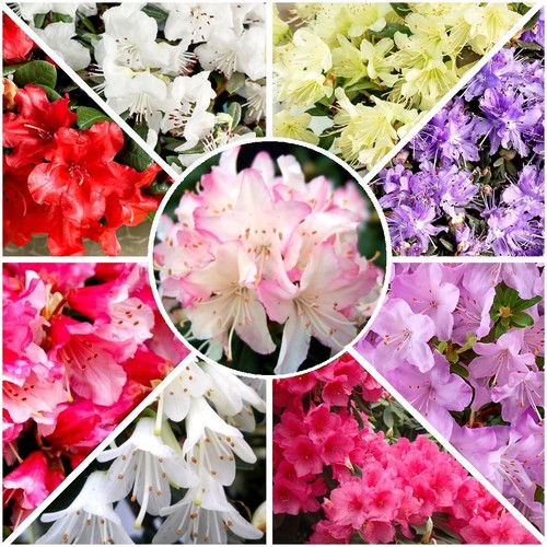 Dwarf rhododendron - [x8],