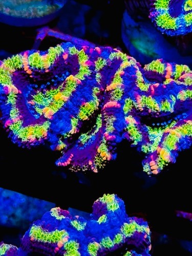 Coral beauties aquatics - coral,