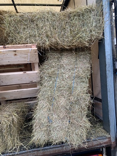 Seed hay last - hay,