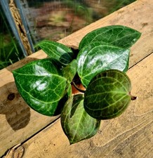Hoya Latifolia Sarawak Cream |
