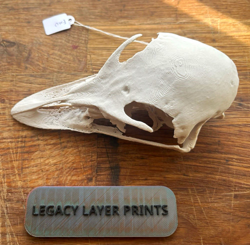 Emu skull replica - life, size