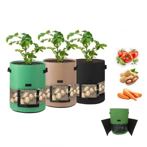 Gallon potato grow - 7/10,
