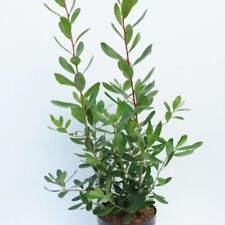 Arbutus 'Atlantic' - Dwarf Strawberry Tree, Hardy Evergreen, 1x 3L Potted Plant