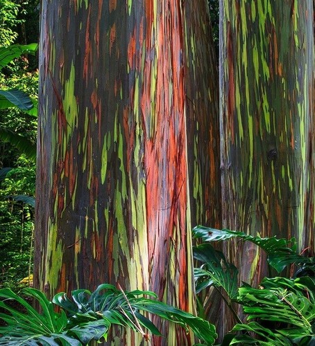 Rainbow gum viable - viable, seeds