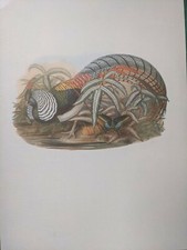 1969 BIRD PRINT - LADY AMHERST'S PHEASANT