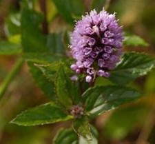 PEPPERMINT MENTHA HERB